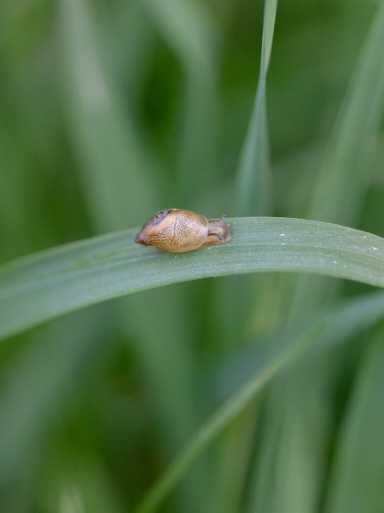 A cute little snail on a green leaf